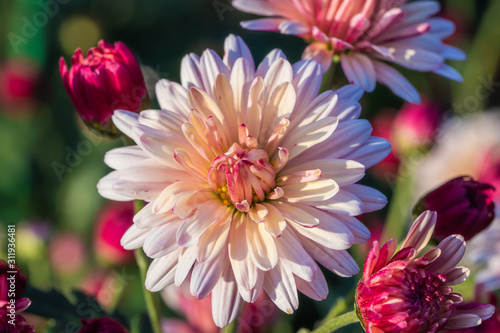 Beautiful  chrysanthemums close up in autumn Sunny day in the garden. Autumn flowers. Flower head
