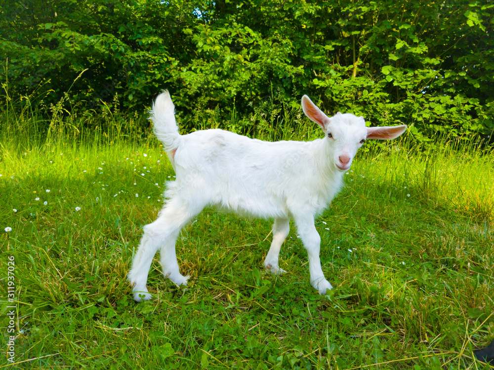 white goat on green grass