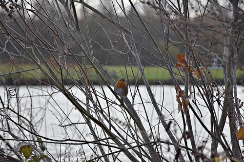 Fototapeta Naklejka Na Ścianę i Meble -  Ptak