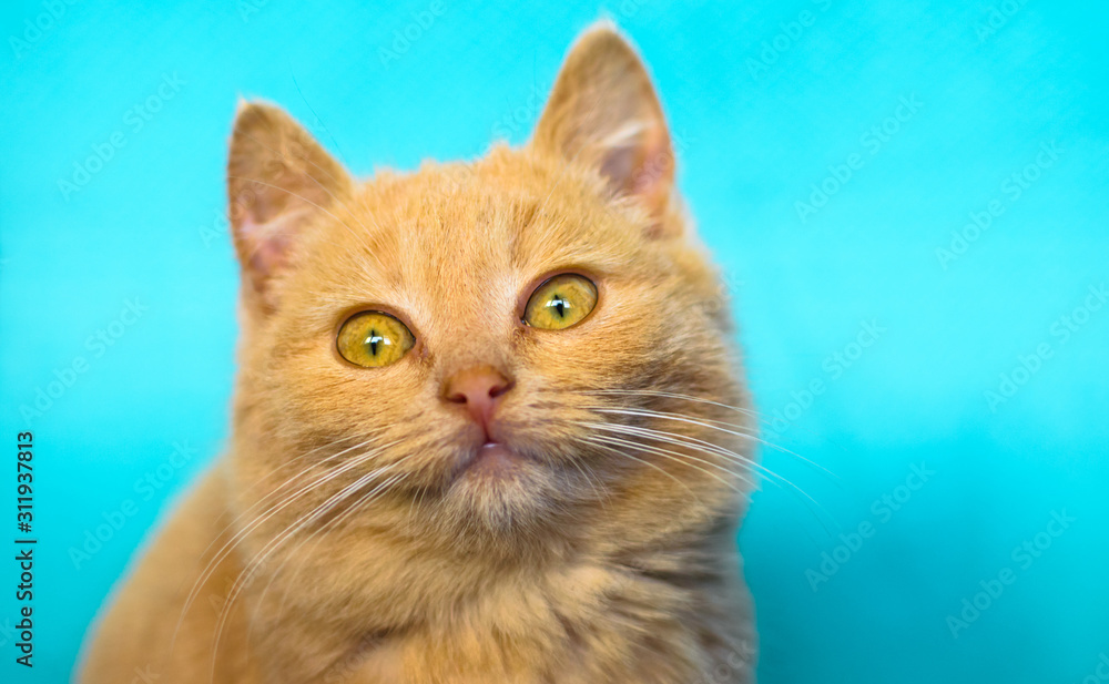 Fototapeta premium The emotions of a small and fluffy red kitten on a simple and bright blue background, cozy and cute portraits of a pet