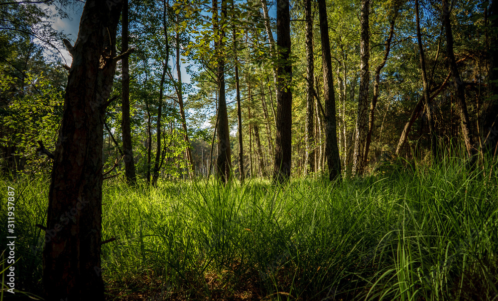 Obraz premium las