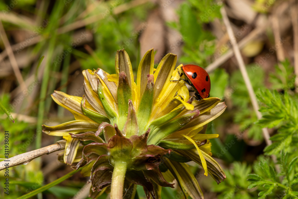 Fototapeta premium Ladybug on leaf