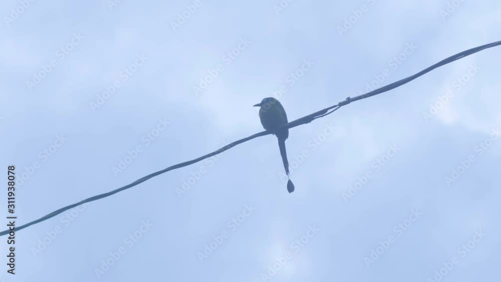 A Motmot (Momotus aequatorialis) is Standing on an Electric Cable, then Another Bird Arrives A Motmot (Momotus aequatorialis) is Standing on an Electric Cable, then Another Bird Arrives