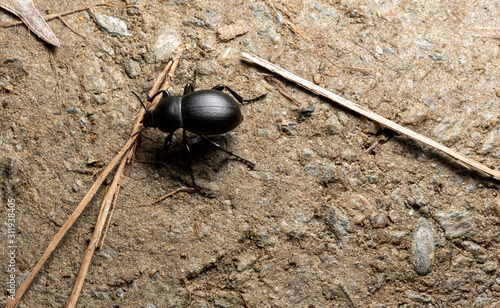 Wallpaper Mural Bug on the ground  Torontodigital.ca