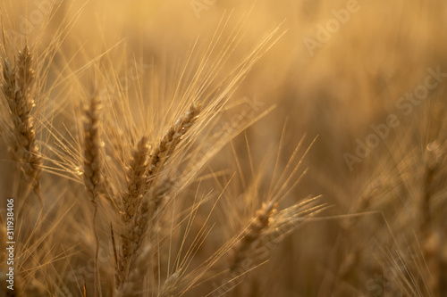 Spikelet of wheat at sunset background