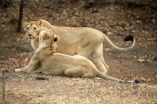 Photography Female and cub Lion, Panthera leo persica, in playful action at Gir National Park, Gujrat, India