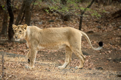 Photography Female Lion, Panthera leo persica, at Gir National Park, Gujrat, India