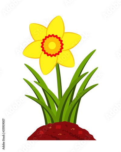 daffodil