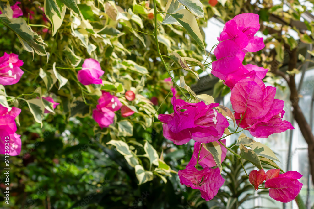 Bougainvillea spectabilis Nepal tropical flower Bougainvillea spectabilis Nepal tropical flower