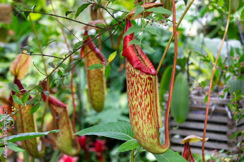 Tropical Pitcher Plant or Nepenthes carnivorous plant photo