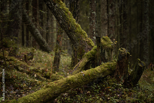 Old stumps and fallen tree trunks in a forest in Norway.