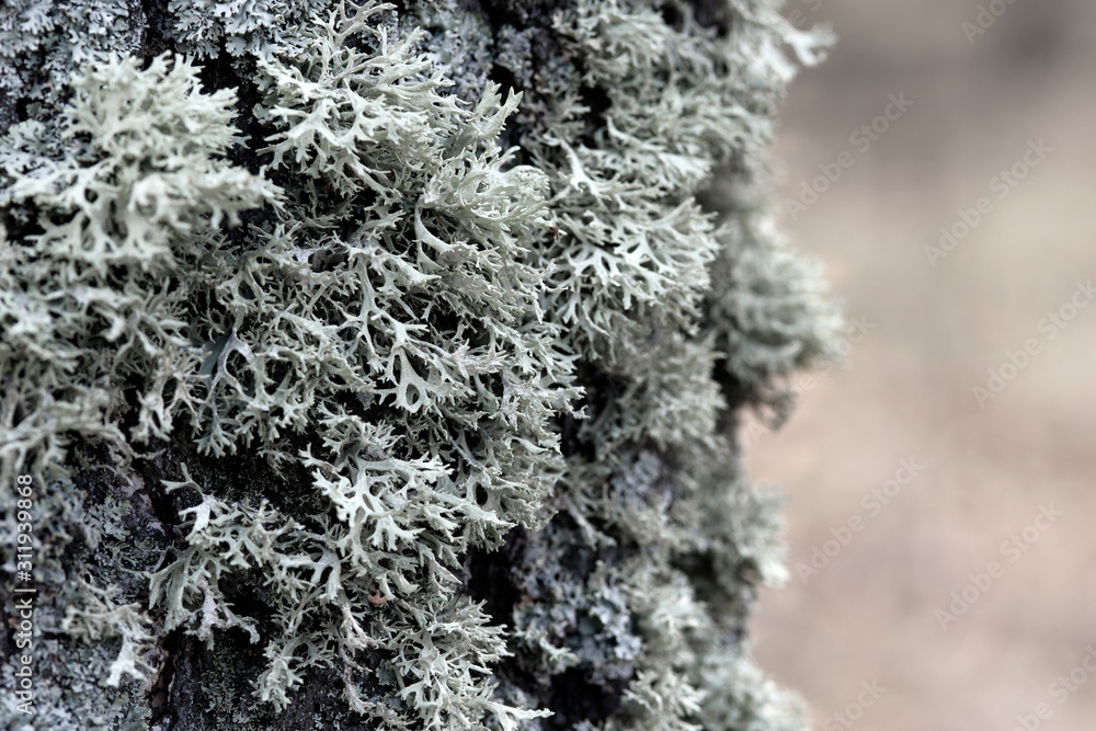 Evernia prunastri gray lichen on a tree trunk, macro shot with blurry background.