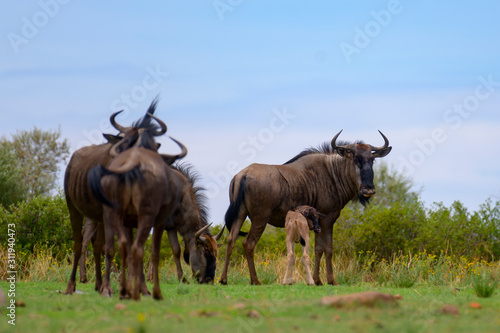 Blue wildebeest Group with Blue sky and green Grass
