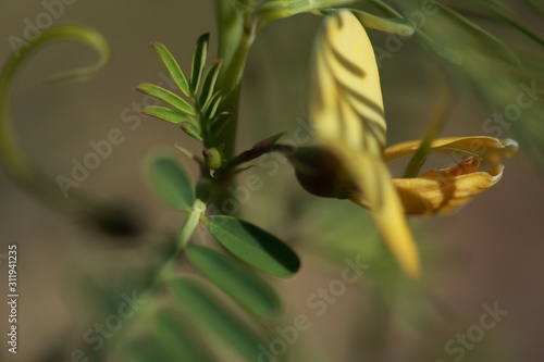 Wallpaper Mural Texas wild plant life Torontodigital.ca