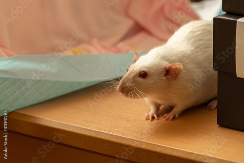 funny curious pet rat close-up