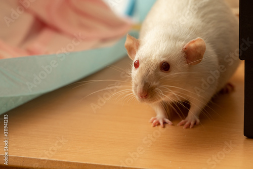 funny curious pet rat close-up
