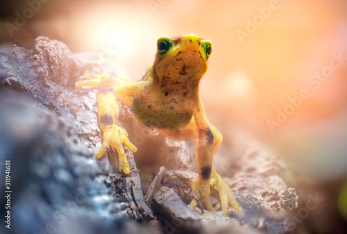 Panamanian Golden Frog