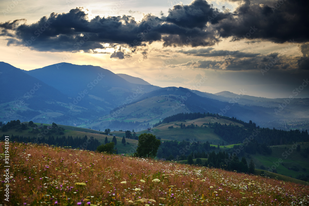Sunset in carpathian mountains - beautiful summer landscape, spruces on hills, dark cloudy sky and bright sun light, meadow and wildflowers - obrazy, fototapety, plakaty 