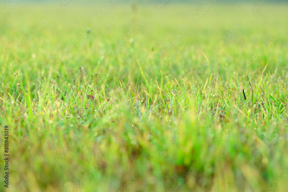 Bright beautiful grass on the field, grass texture, macro shot with blurry background. Bright beautiful grass on the field, grass texture, macro shot with blurry background.