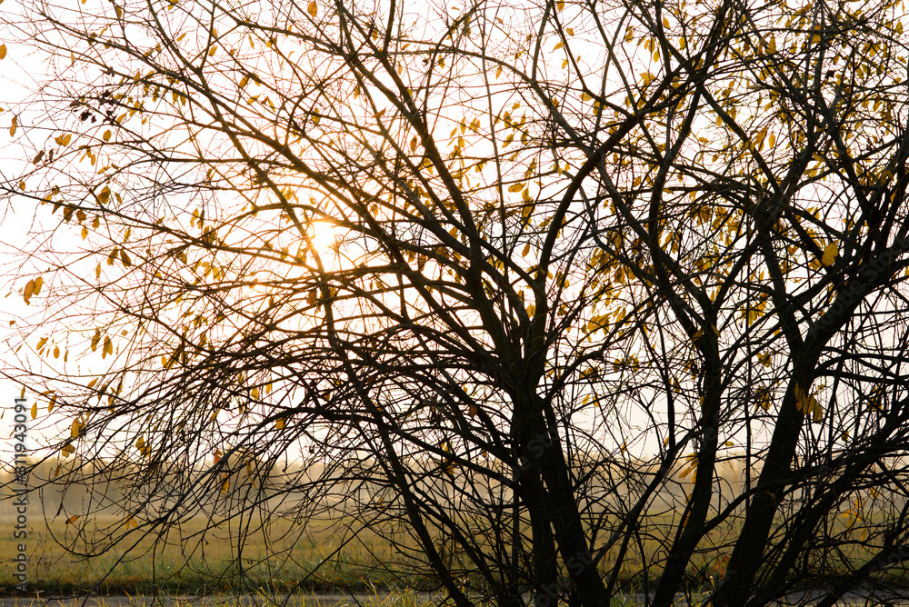 Silhouette of a tree with fallen leaves on the background of the field and the morning sun in autumn. Silhouette of a tree with fallen leaves on the background of the field and the morning sun in autumn.