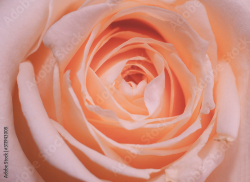 pink rose on black background