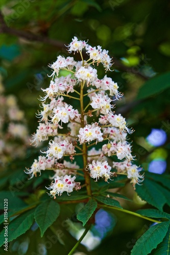 spring chestnuts in Kiev, Ukraine