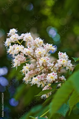 spring chestnuts in Kiev, Ukraine