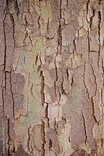large tree bark closeup background