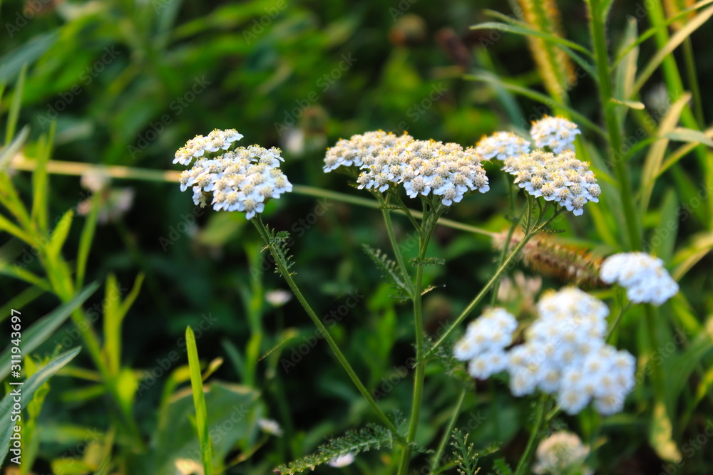 white flowers