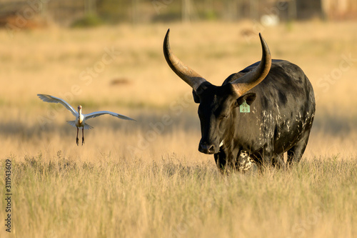 Fototapeta Naklejka Na Ścianę i Meble -  Ankole-Watusi on Green Grass in South Africa