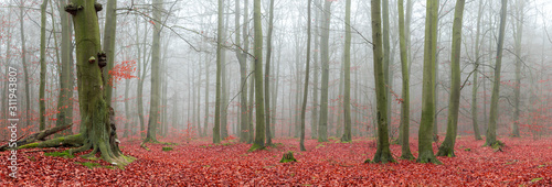 Dekoracja na wymiar  panorama-of-forest-covered-with-fog
