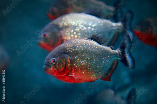 Red-bellied piranha Pygocentrus nattereri or Red piranha fish photo