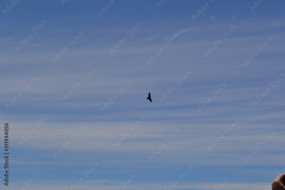 Fototapeta premium cóndor patagonia