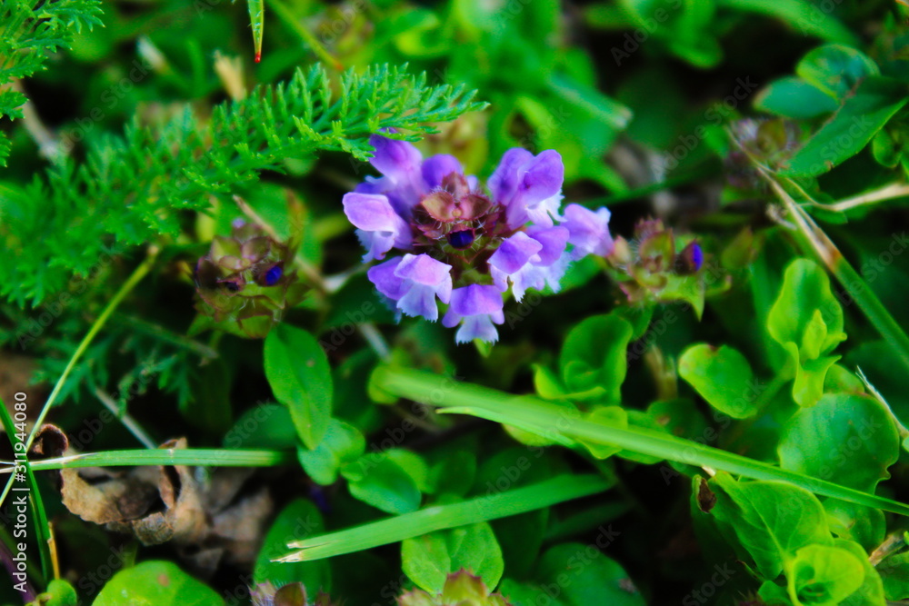 purple flower with a grass backgound purple flower with a grass backgound