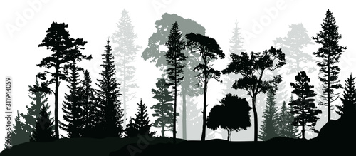 Vector illustration with high pines in fir trees forest isolated on white background