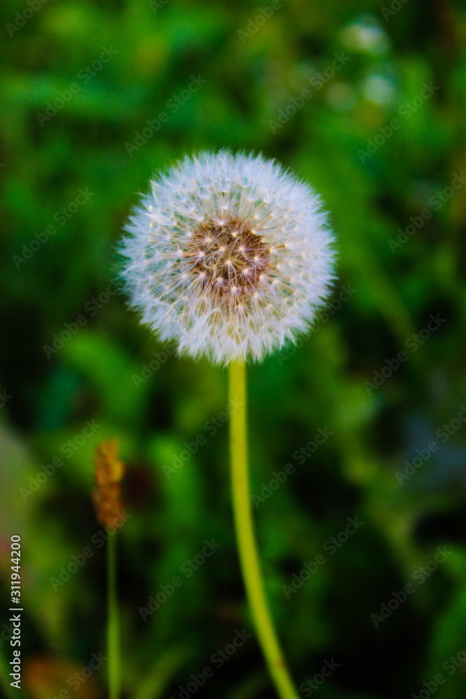 dandelion on background of green grass dandelion on background of green grass