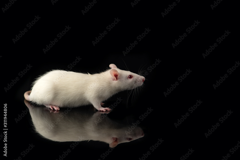 White rat isolated on black background. Symbol of new year 2020 White rat isolated on black background. Symbol of new year 2020