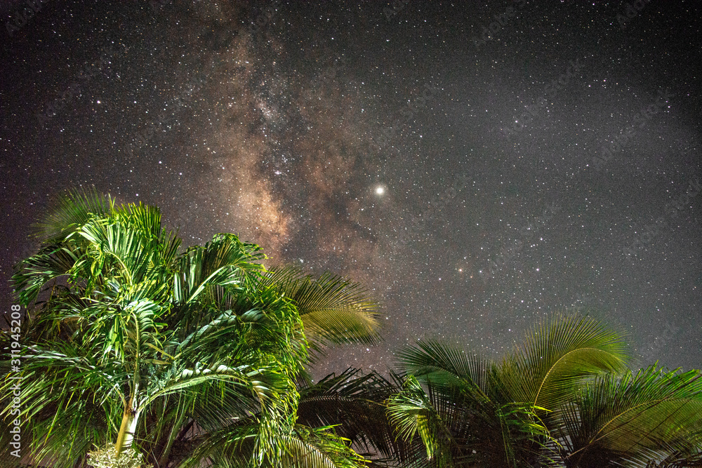 Milky Way and palm tree