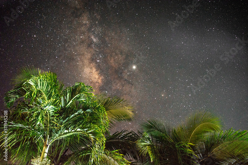 Milky Way and palm tree