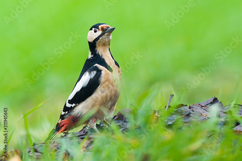 Great Spotted Woodpecker Dendrocopos major standing in grass. Looking for food in leaves. © Robert Adami