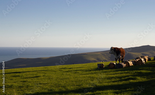 Farming and Harvest in New Zealand. Cows. Late afternoon. Akaroa, New Zealand.