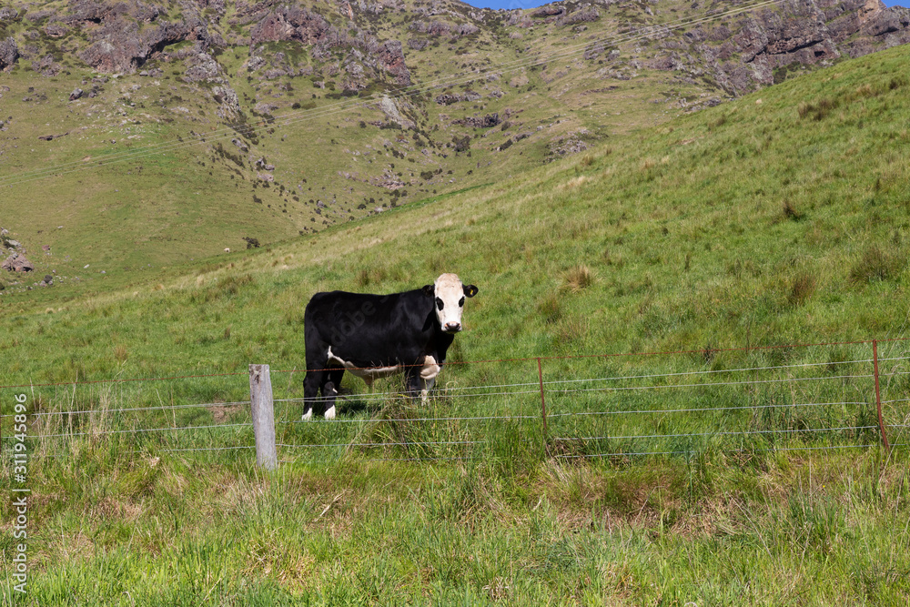 Farming and Harvest in New Zealand. Cows. Late afternoon. Akaroa, New Zealand.