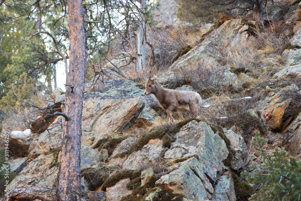 Bighorn Sheep in Waterton Canyon by the South Platte River Bighorn Sheep in Waterton Canyon by the South Platte River