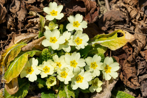 fiori gialli di primula veris photo