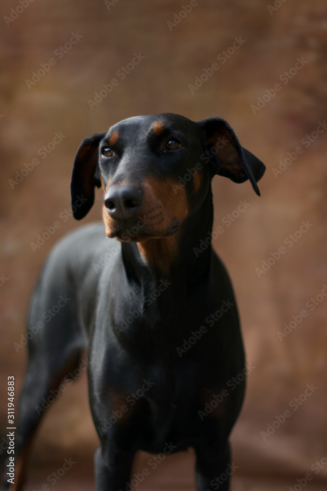 DOBERMANN