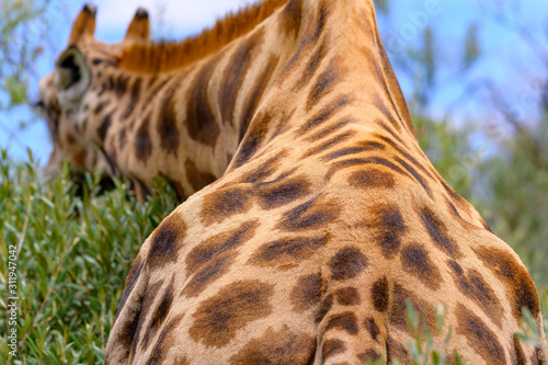 Canvas Print Giraffe with Blue sky  in Free State
