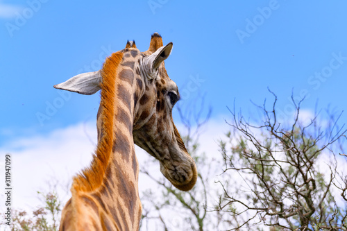 Photography Giraffe with Blue sky  in Free State
