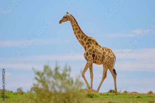 Giraffe with Blue sky  in Free State