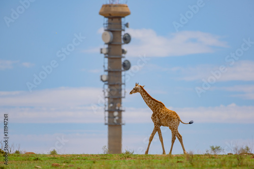 Canvas Print Giraffe Walking with Radio Tower