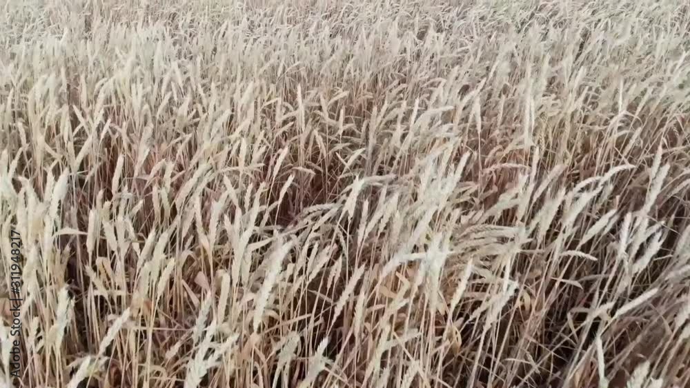 Aerial flyover of a wheat field Aerial flyover of a wheat field